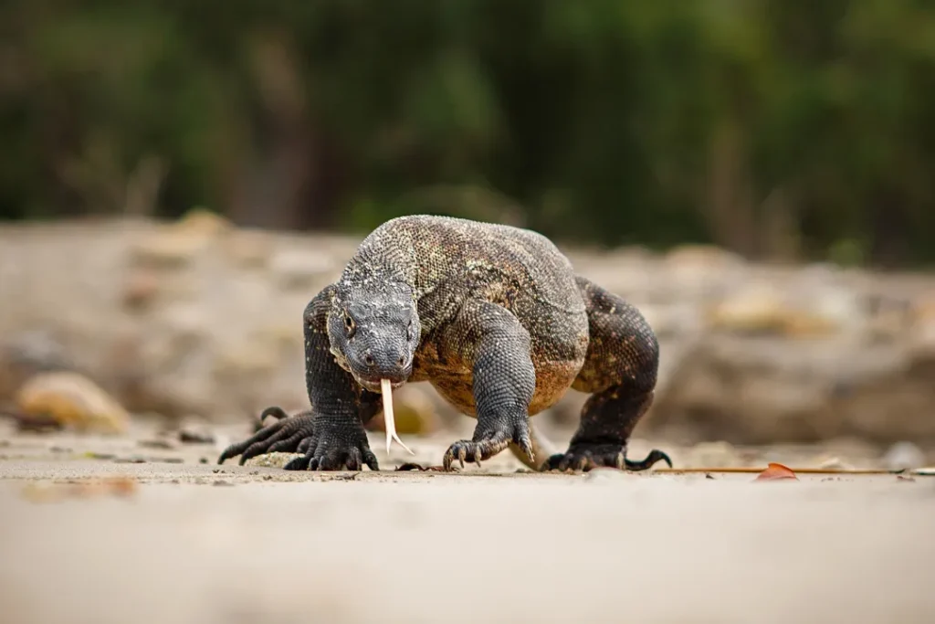 Asal Komodo dari Australia, tapi Kenapa Habitatnya di Indonesia Ya?