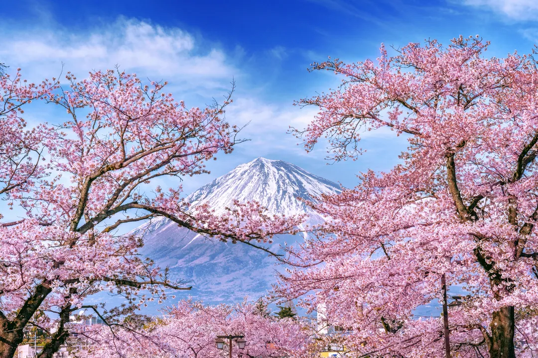 musim semi Jepang