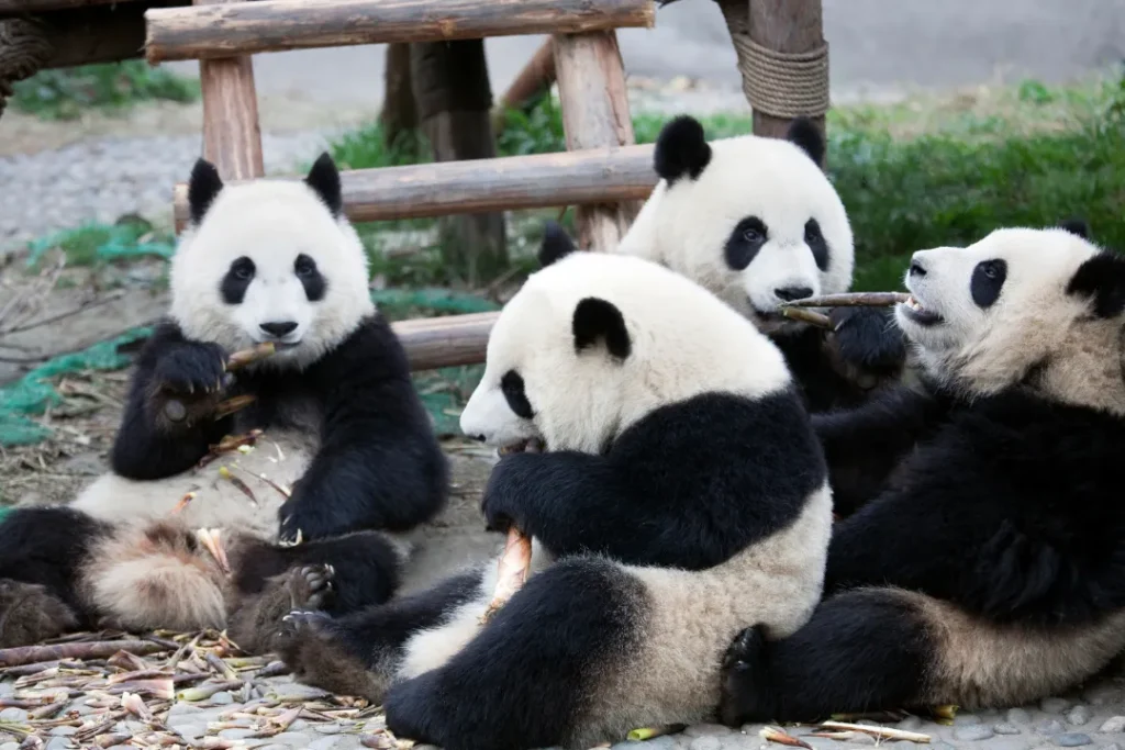Paket wisata Chengdu menghadirkan pengalaman lengkap: bertemu panda, menjelajah jalan kuno, menikmati kuliner Sichuan, dan warisan budaya.
