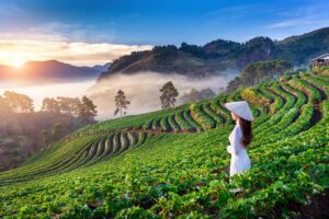 Pemandangan sore hari vietnam ditengah sawah