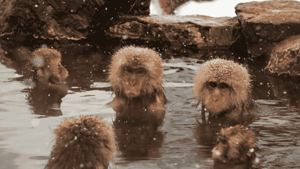 nikmati kehangatan onsen dan relaksasi bersama Adyatamatour